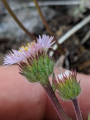 Erigeron nivalis