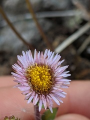 Erigeron nivalis