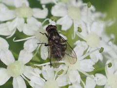 Limnophora maculosa