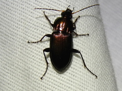 Poecilus chalcites
