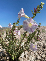 Ipomoea petrophila