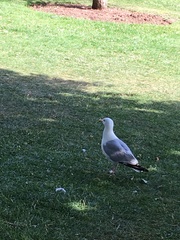 Larus argentatus