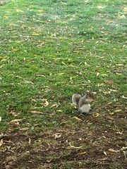 Sciurus carolinensis