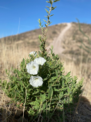 Ipomoea petrophila