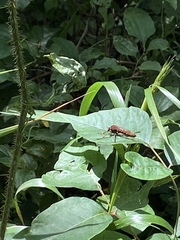 Diogmites basalis