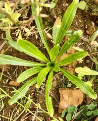 Leontodon saxatilis saxatilis