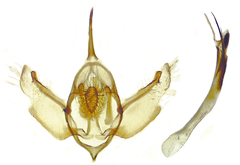 Xanthorhoe packardata