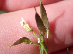 Draba spectabilis