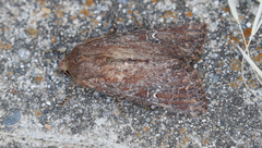 Apamea scoparia