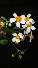 Bidens odorata