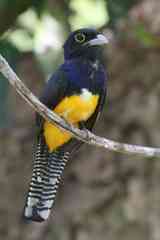 Trogon violaceus