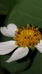 Bidens odorata