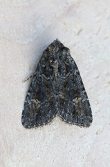 Aseptis binotata