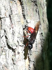 Xiphydria prolongata