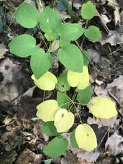 Thalictrum thalictroides