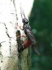 Xiphydria prolongata