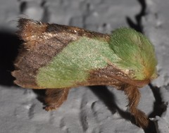 Parasa chloris