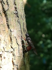 Xiphydria prolongata