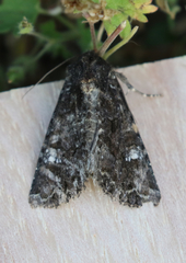 Properigea albimacula