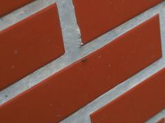 Pseudopachybrachius guttus