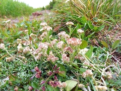 Antennaria dioiciformis