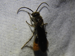Sphaeropthalma marpesia