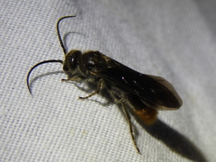 Sphaeropthalma marpesia