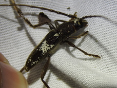 Enaphalodes taeniatus