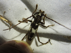 Enaphalodes taeniatus