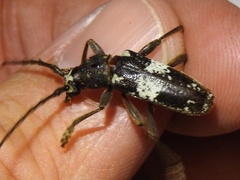Enaphalodes taeniatus