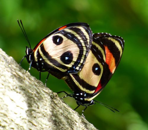 Callicore pitheas