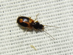 Badister elegans