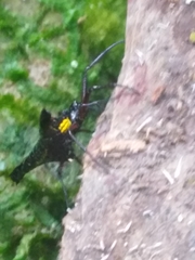 Micrathena stuebeli