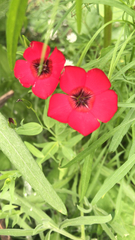Linum grandiflorum