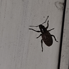 Brachyderes incanus