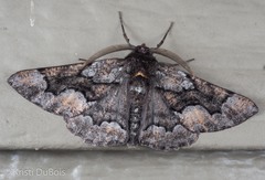 Phaeoura mexicanaria