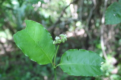 Psychotria horizontalis