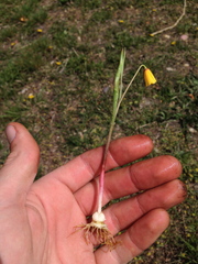 Fritillaria pudica