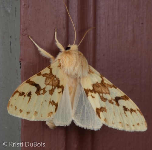 Spotted Tussock Moth