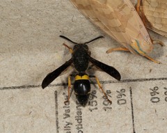 Ancistrocerus spinolae