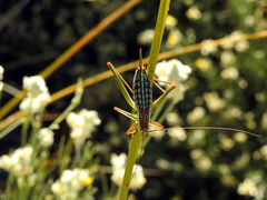 Odontura macphersoni