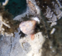 Calliostoma gloriosum