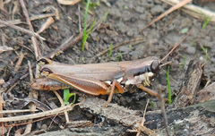 Paroxya atlantica