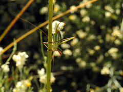 Odontura macphersoni