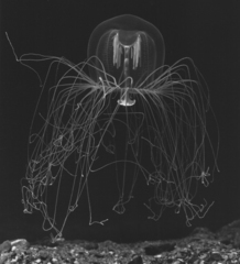 Polyorchis penicillatus image