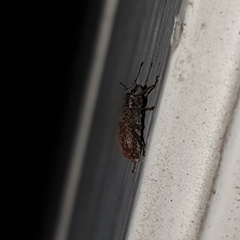 Brachyderes incanus