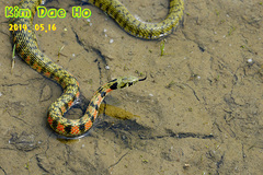 Rhabdophis tigrinus