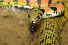 Rhabdophis tigrinus