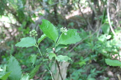 Psychotria horizontalis