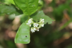 Psychotria horizontalis